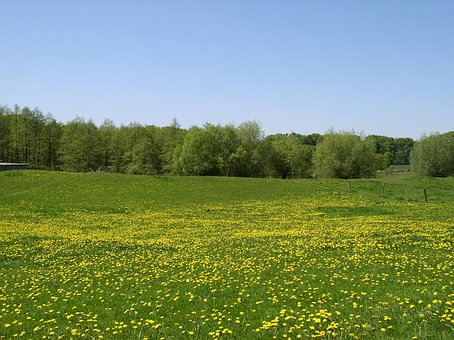 Free Meadow Summer photo and picture