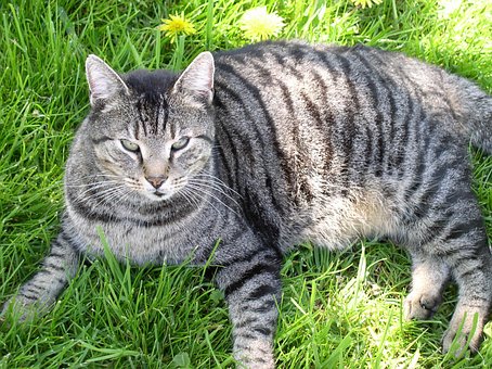 Free Cat Domestic Animal photo and picture