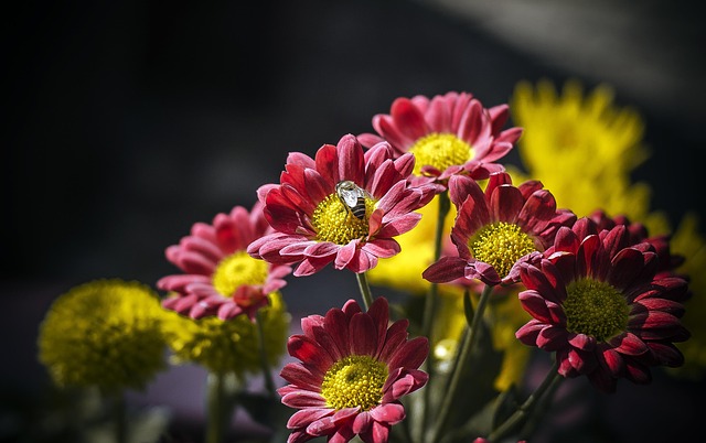 Free Flowers Pink photo and picture
