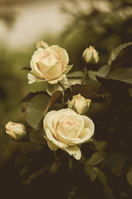 Free Roses White photo and picture