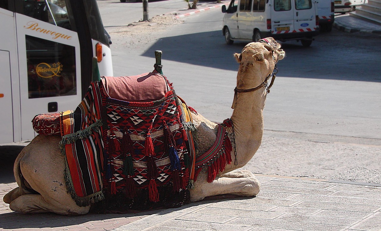 Camel Animal Resting · Free photo on Pixabay