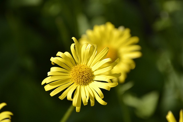 Free Flower Yellow photo and picture