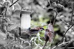 birds, sparrows, feathers