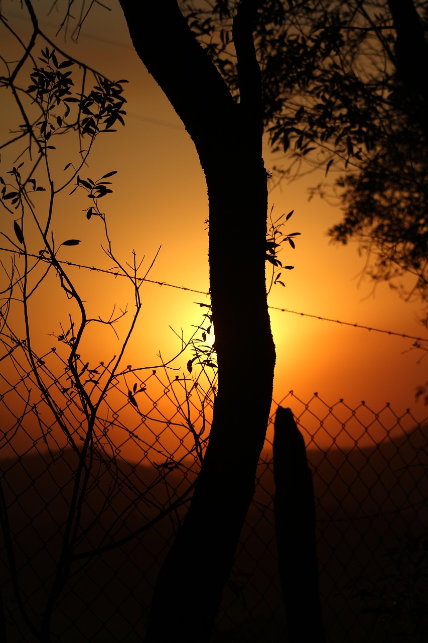 Tree Against Sunlight Tree Against Light Sun - Free photo on Pixabay - Pixabay