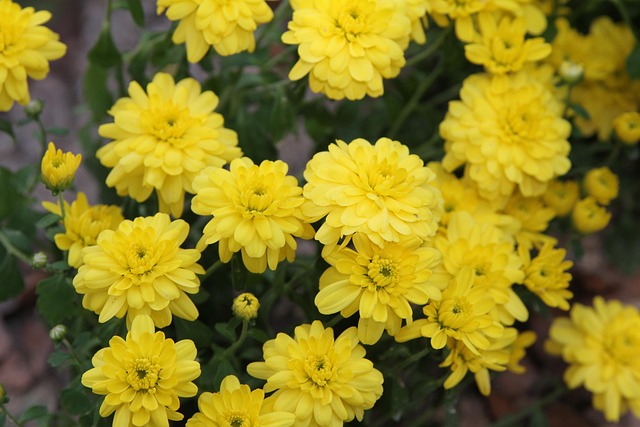 Free Chrysanthemum Flower photo and picture