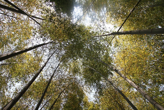 Free Bamboo Forest photo and picture