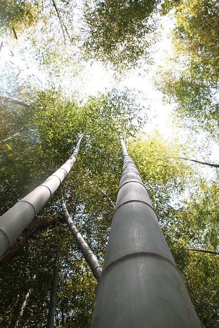 Free Bamboo Forest photo and picture