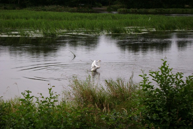 Free Swan Water photo and picture