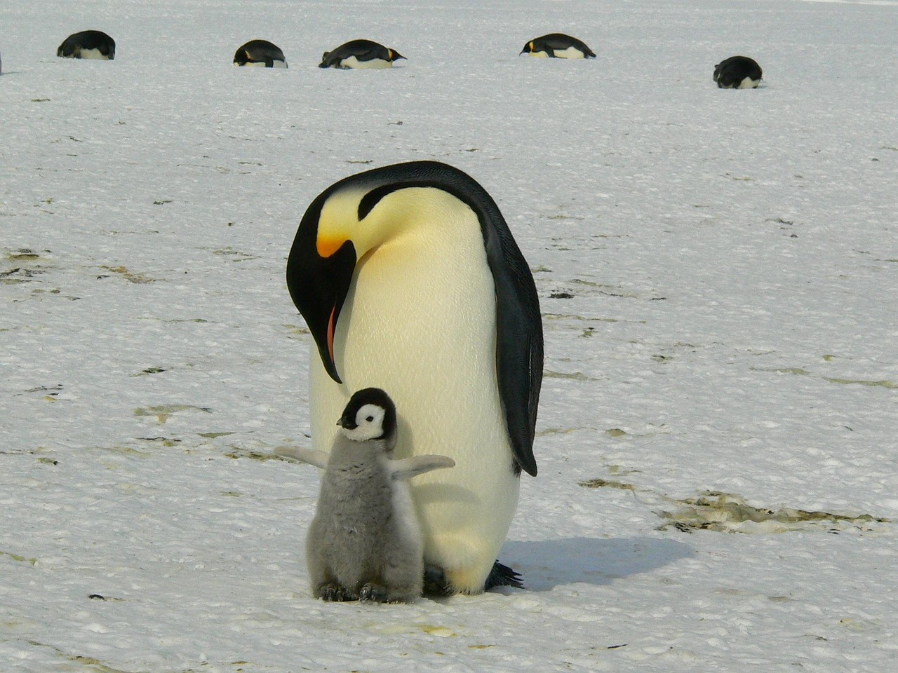 2 000 Kostnadsfria Bilder Med Pingviner Och Natur Pixabay