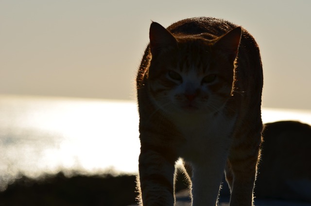 Gato, Felino, Animal De Estimação