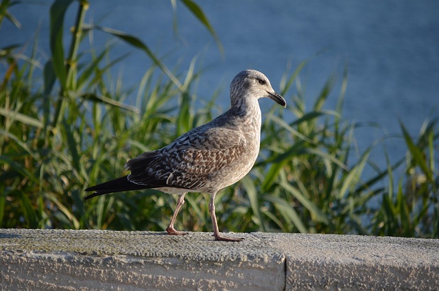 Gaivota, Ave, Natureza