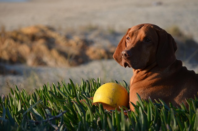 Cão, Animal Doméstico