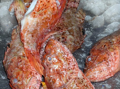 Free Fish Red photo and picture