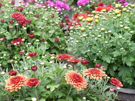 Free Fall Autumn Asters photo and picture