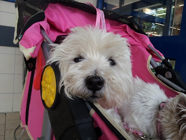 Free Dog Animal photo and picture