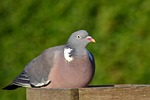 wood pigeon, pigeon, bird