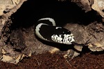 california getula, chain natter, snake