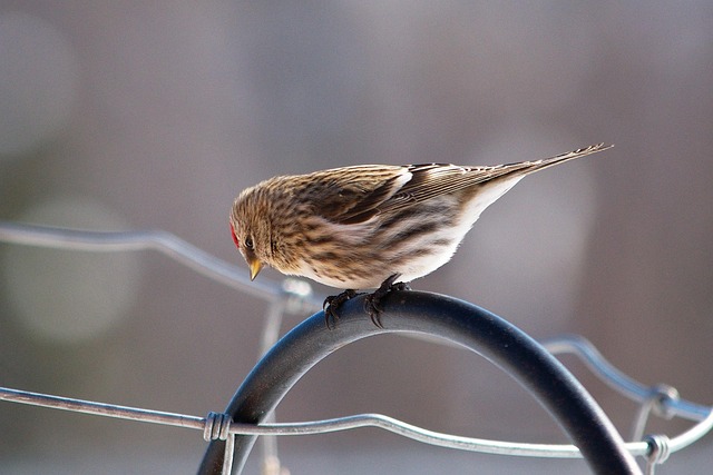Free Redpoll Bird photo and picture