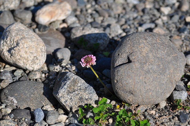 Free Flower Clover photo and picture