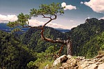 pine, tatry, tree
