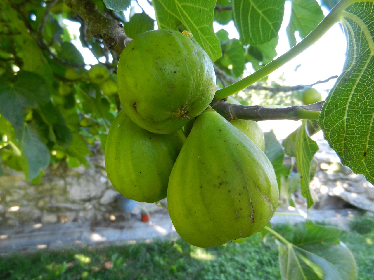 Figs Fruit Fig Free photo on Pixabay Pixabay