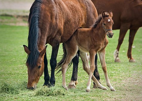 Free Mare Foal photo and picture