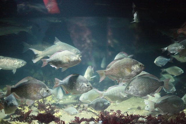 Poisson Aquarium L'Eau - Photo gratuite sur Pixabay - Pixabay