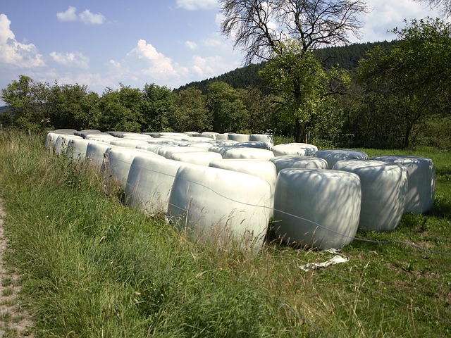 Free Agriculture Cattle Feed photo and picture