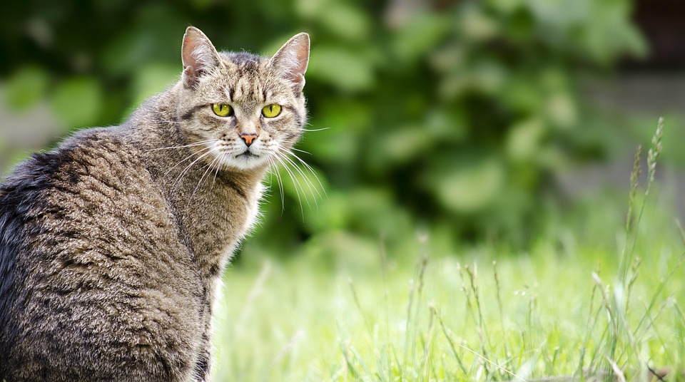 Katze Tiere Hauskatze Kostenloses Foto Auf Pixabay