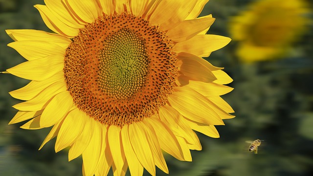 Free Sunflower Plants photo and picture