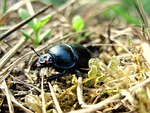 beetle, beasts, field
