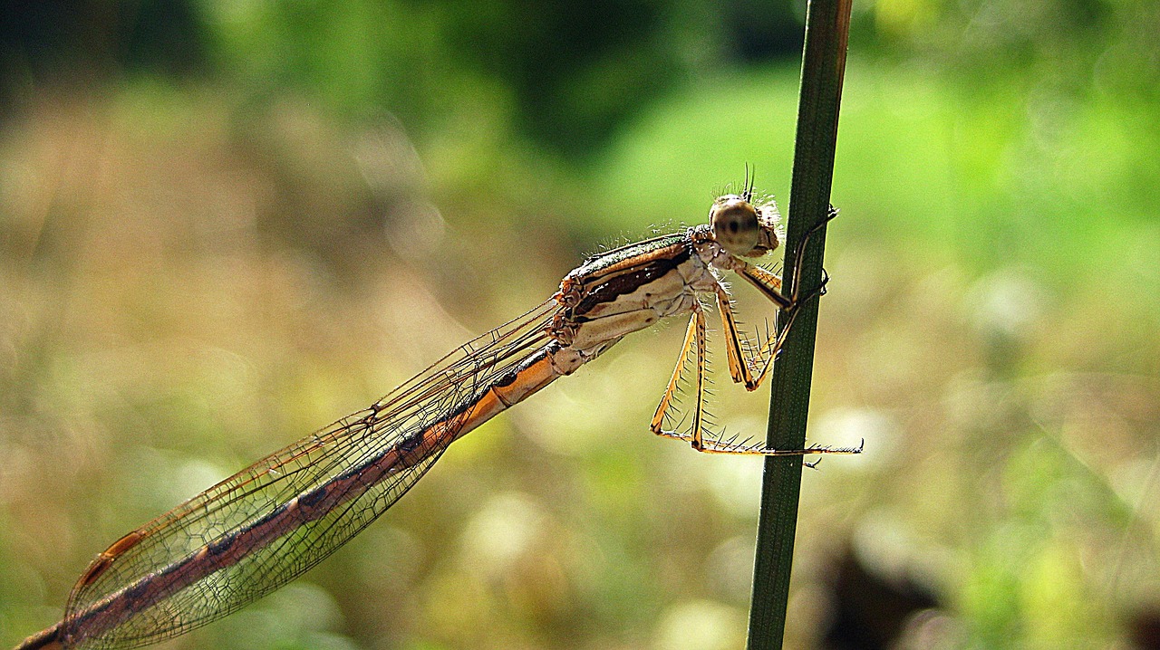 Libarca Insecta Libélula Ramita Insecto - Foto gratis en Pixabay - Pixabay