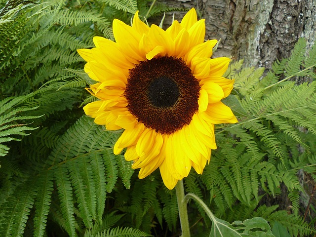 Free Sunflower Garden photo and picture