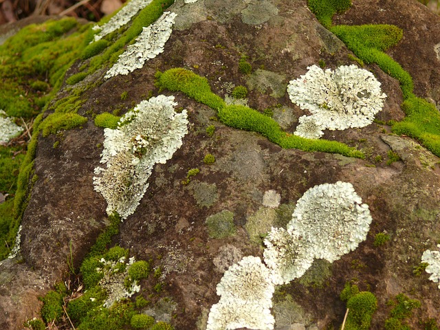 Free Lichen Ground photo and picture
