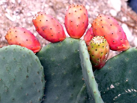Free Cactus Cactus Fig photo and picture