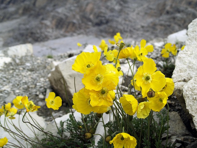 Free Poppy Alps photo and picture