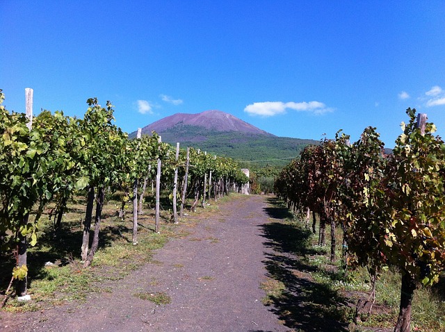 Free Vineyard Volcano photo and picture