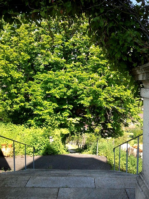 Free Stairs Path photo and picture