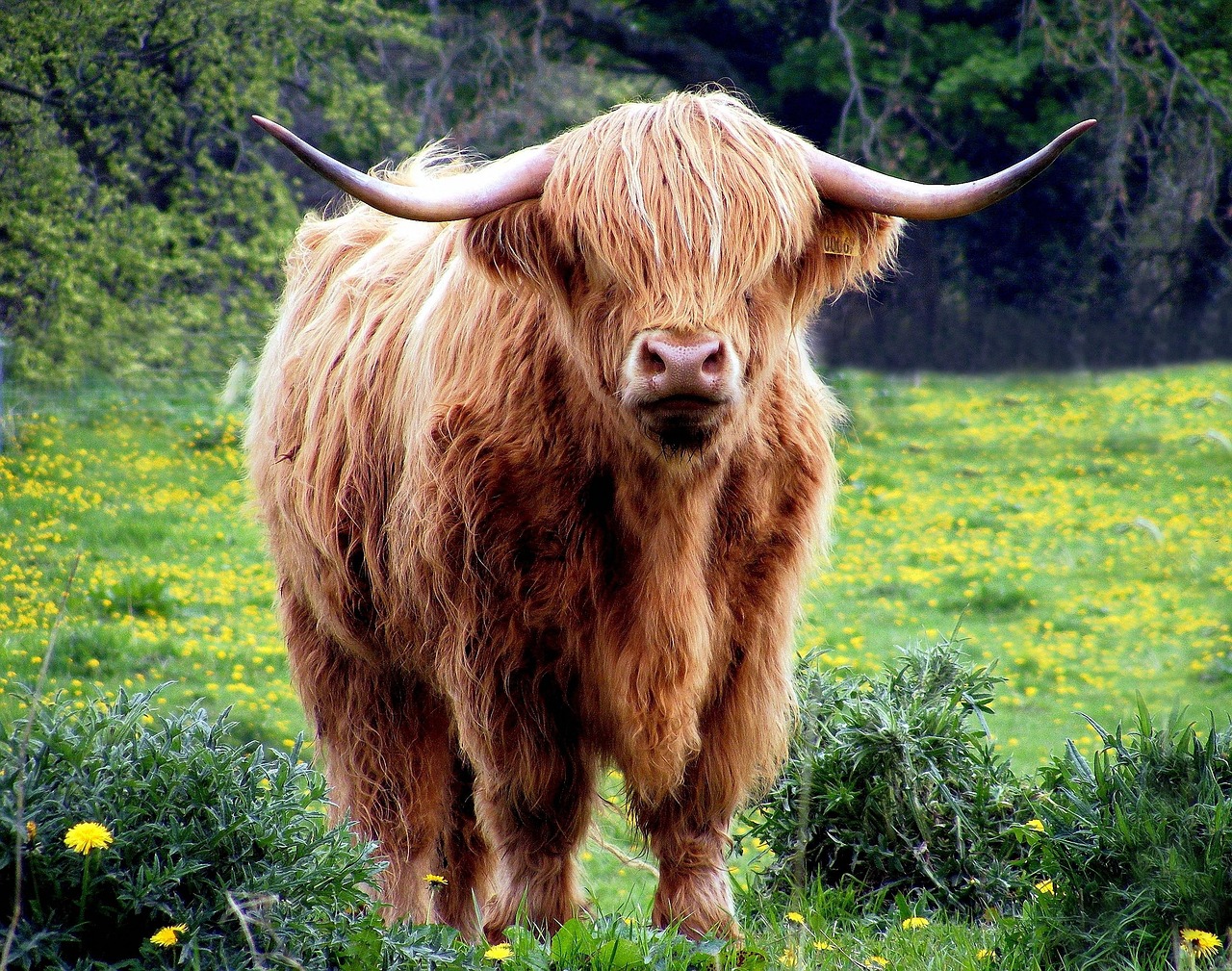 10 000 Free Highland Cattle Highland Cattle Images Pixabay