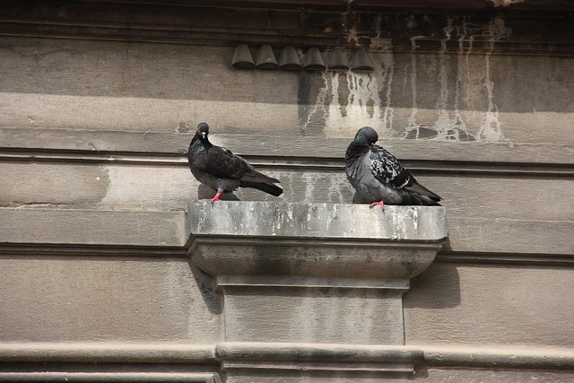 Free Wall Ledge Pigeons photo and picture