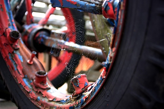 Free Wheel Spider Web photo and picture