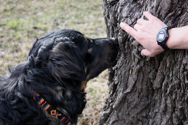 Free Track Dog photo and picture