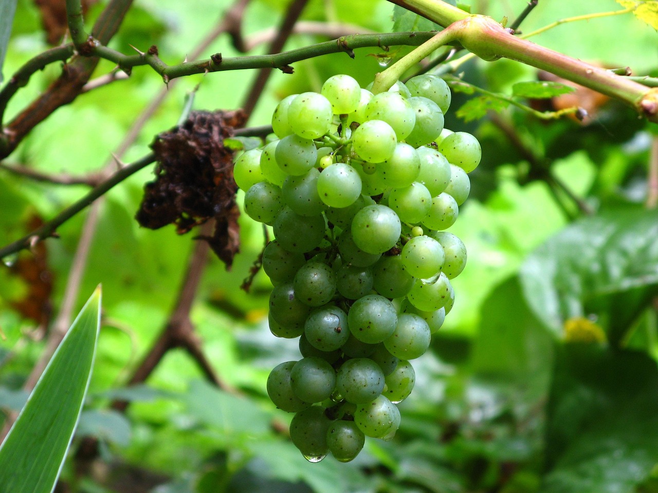 Wine Grape Vine Free photo on Pixabay Pixabay
