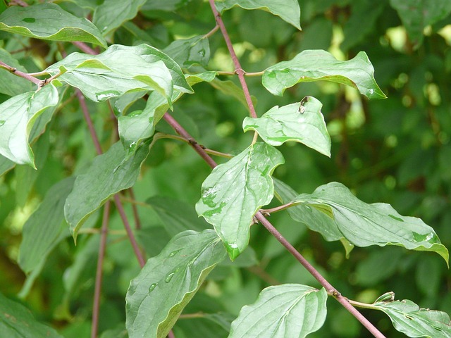 Free Leaves Nature photo and picture