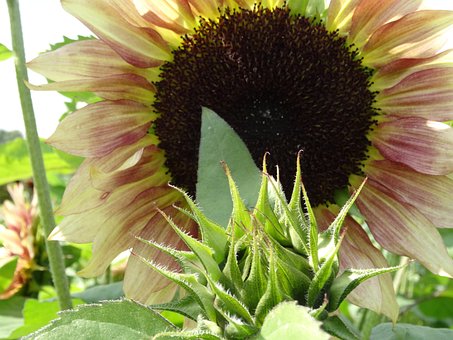 Girassol, Vegan, Flor, Amarelo, Verão