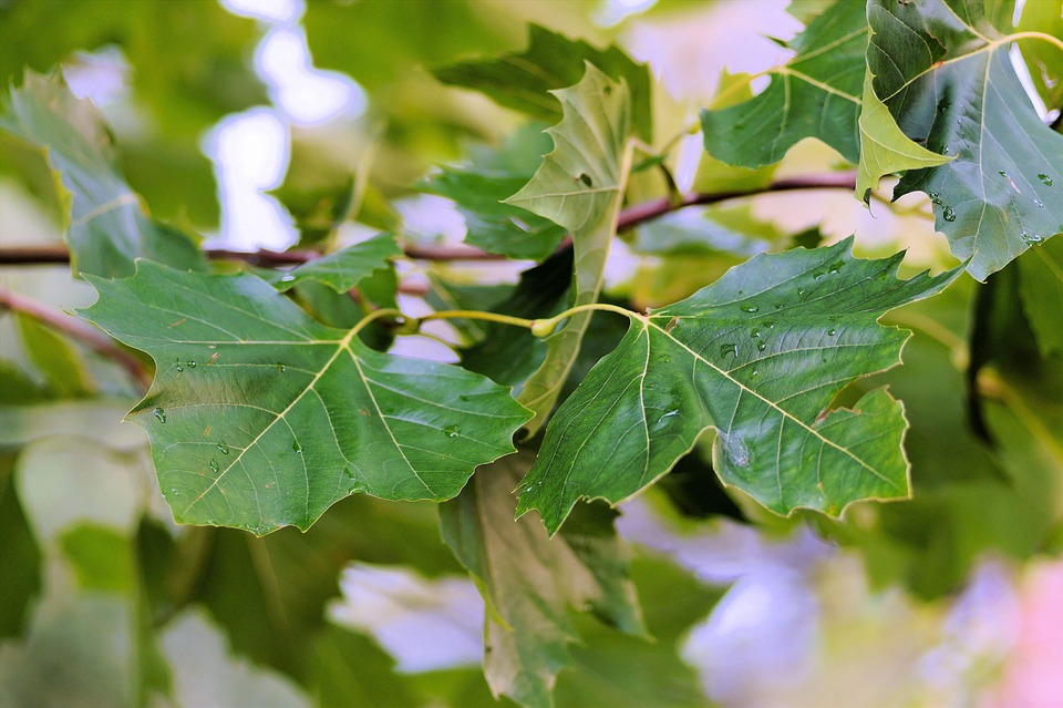 Free photo: Leaves Branches Canopy Free Image on Pixabay 432325 Free photo: Leaves Branches Canopy Free Image on Pixabay 432325