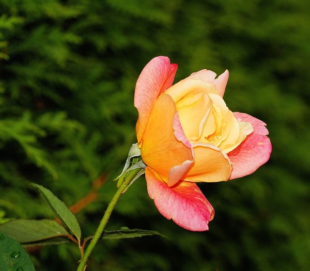 Free Rose Blossom photo and picture