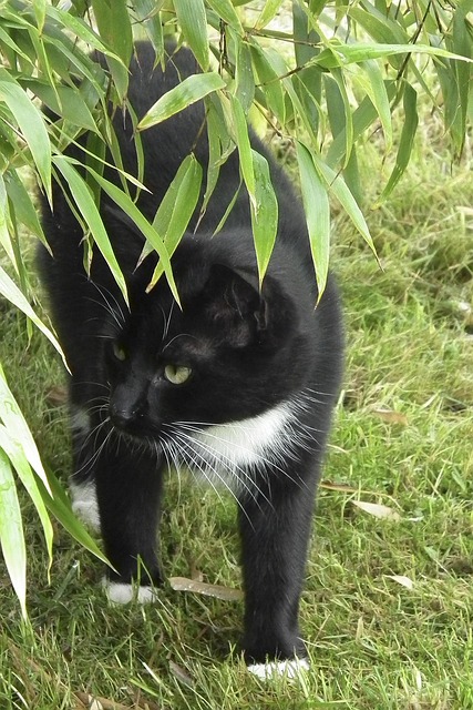 Free Cat Black-And-White photo and picture