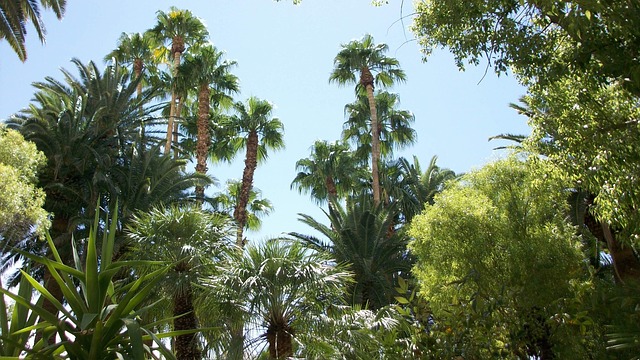 Free Palm Trees Tree photo and picture