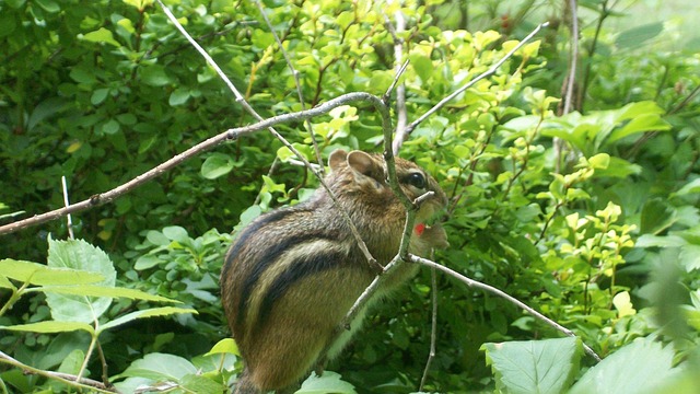 Free Chipmunk Cute photo and picture